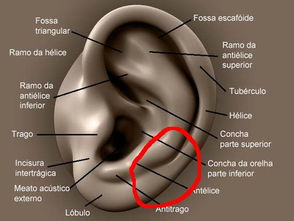 耳朵软骨出现痛 搜狗图片搜索