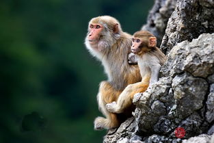 92年属猴的人注定的婚姻 92属猴哪年转大运
