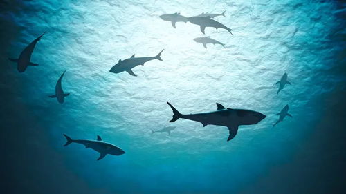 冷知识 看过关于鲨鱼的电影,那么你知道鲨鱼有哪些奇妙之处吗