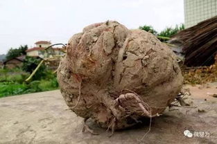 成精了 四川村民挖出11斤 人形 红薯 