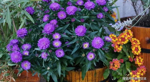 在半阴的窗台上就能不断开花的紫苑花,春暖后就可以买种子培育