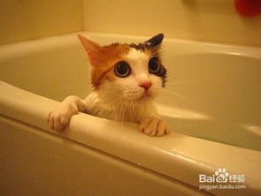为什么猫咪不宜频繁洗澡 分析报告 