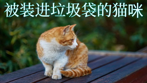 猫咪被装进垃圾袋 丢弃在垃圾场,到底是谁这么残忍 