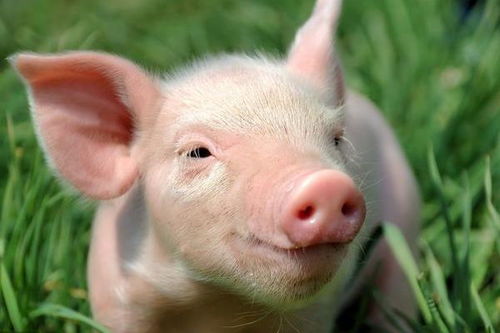 生肖猪在每天什么时辰出生,命是最好的 未来将大富大贵