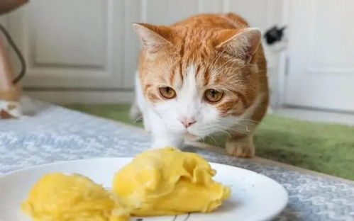 猫护 满足猫咪的好奇心,能和猫咪一起分享的人类食物有哪些