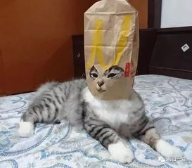 给家里的猫做一个纸头套后,感觉哪里怪怪的