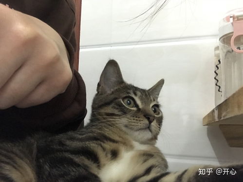 养一只中华大梨花猫是一种什么验 欢迎晒猫 