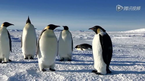 拍出007的国家果然不一样,你能看出哪只企鹅是假的吗 