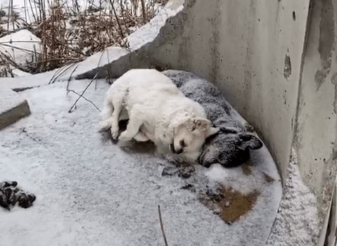 这天,一黑一白两只狗狗在冰雪天中,相互依偎着去世了
