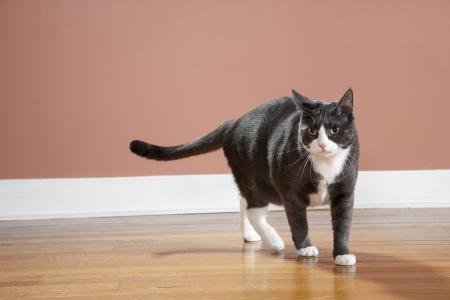为什么猫走路竖着尾巴 