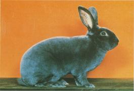 兔子有蓝色的没有 