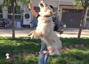 北京唯一一对一训犬培训学校 