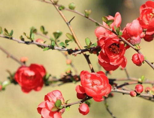 红梅花和海棠花的区别  第1张