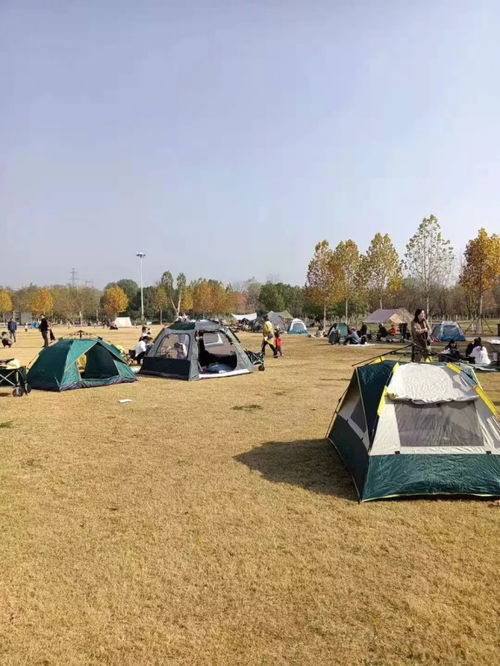 武汉公园草地能不能搭帐篷 权威回应来了