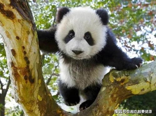 比大熊猫还少的九种国宝级野生动物,斑鳖仅一只,远东豹濒临灭绝