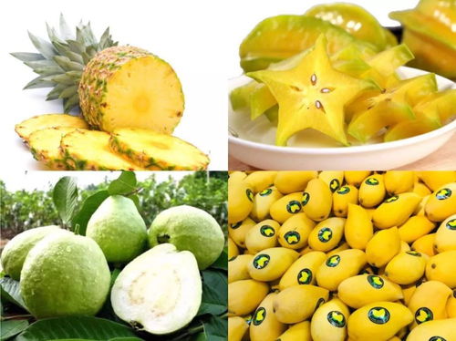 菠萝是哪个季节的应季水果 菠萝几月份是应季水果