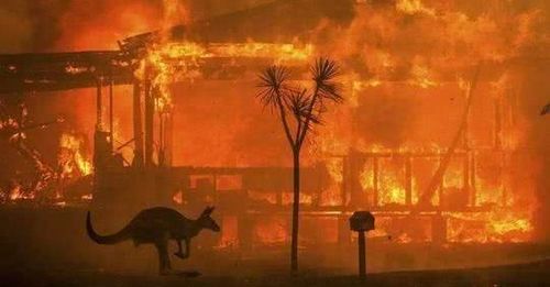 澳洲大火烧了5个月,5亿动物死亡,为何不派军队灭火或砍隔离带