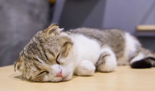 猫咪睡眠都很浅 只要满足下面四个条件,猫咪也能睡得香