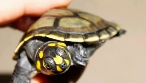 我刚买了一只小黄头侧颈龟，他十分胆小，不爱吃东西，菜不吃，龟食也不吃？