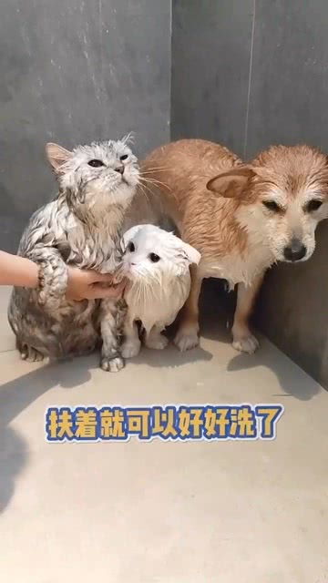 给两猫一狗一起洗澡很难吗 