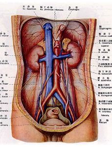 E问E答 电子产品世界 中医把人的器官分为五脏六腑,下面哪个不属于我国中医所说的 五脏 