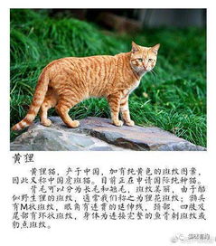 中国有哪些本土猫品种,你知道吗
