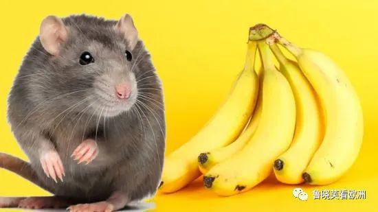 科研人员发现 猫怕黄瓜,老鼠怕香蕉