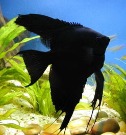 黑燕鱼最低温度是多少？