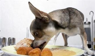 长期饲喂狗粮的犬不易引起厌食 