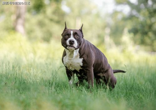 如何科学的给斗牛犬补钙 斗牛犬缺钙怎么办呢