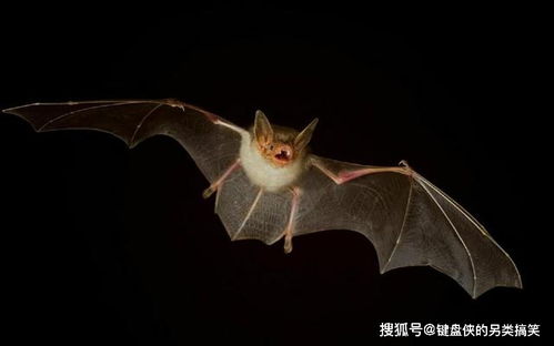 蝙蝠这么能飞,它和鸟类的祖先一样吗 研究发现蝙蝠祖先更早出现