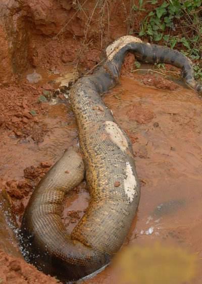 四川曾挖出50米大蟒蛇,是真的吗