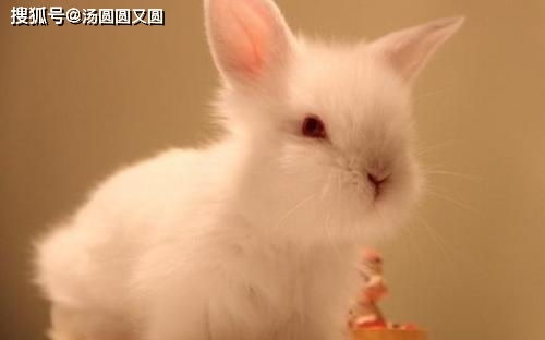 兔子在长癣的时候,兔子耳朵掉毛长癣用什么药