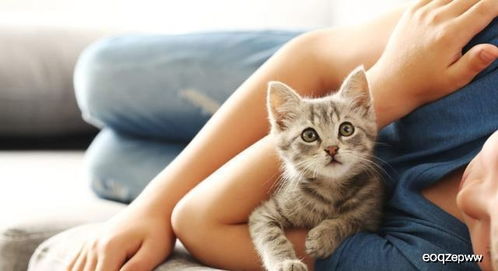 猫咪有了艾滋的症状是什么 该怎么照顾生病的猫咪
