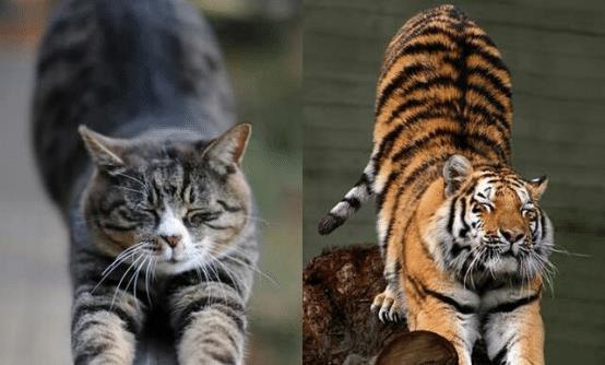 猫和老虎同样是猫科动物,他们到底有什么区别 看完长见识了
