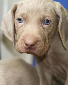 为什么幼犬蓝眼睛长大后会消失 狗狗眼睛会变色,你知道原理吗