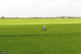 一年4熟的水稻产区 越南水稻一年四熟的地方