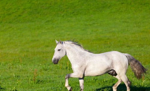 世界上最古老的马种,起源于4500年前,对人类文明贡献极大
