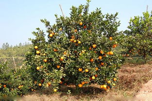 橙树，橙树(生长环境、果实特点及用途)