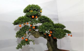 果树小百科 怎么可以把果树做成盆景