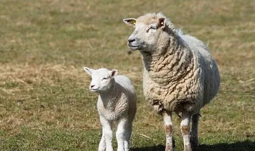 老人说 属羊命苦 这几个月出生的属羊人个个是富贵命 太准了
