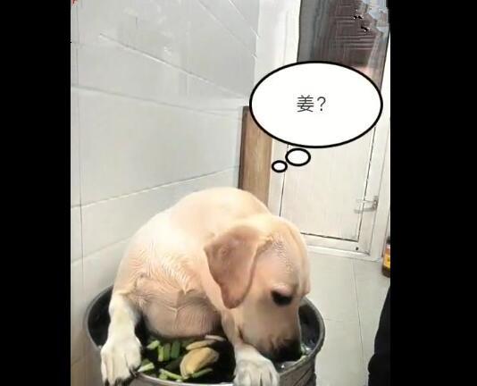 主人给狗狗洗澡时,不停往桶扔调料,这是要煮狗肉
