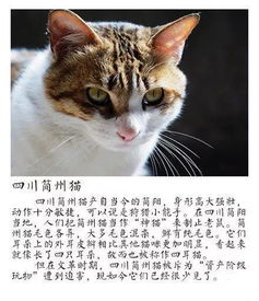 我大中华的猫有哪些品种,你认识吗 