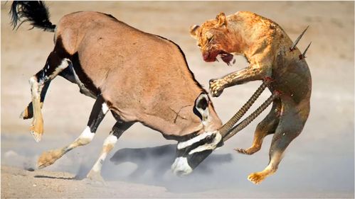 动物世界,狮子试图攻击羚羊,却惨遭羚羊暴击 