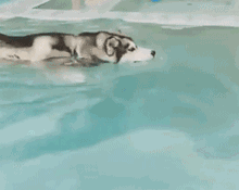 祖传狗刨式游泳技巧,看了才知道,原来游泳这么简单