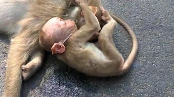 心碎 母猴被车撞死,猴宝宝紧抱哭泣,不忍离去