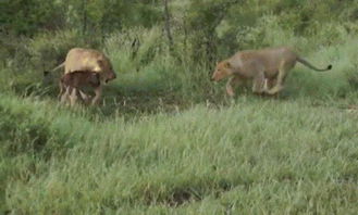 小羚羊被狮子狂追却瞬间躲到另一只狮子身后,这后台实在是大