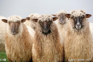 属羊人不同出生年份不同命运,1979年属草野之羊,天上火命 