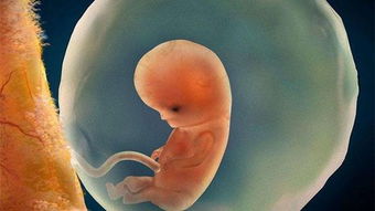 原创胎儿胎动“高峰期”，多数集中在这3个时间点，想看胎动的别错过