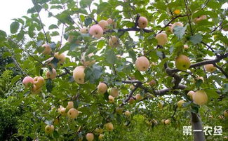 苹果树种植 提高苹果树苗栽植成活率的方法介绍